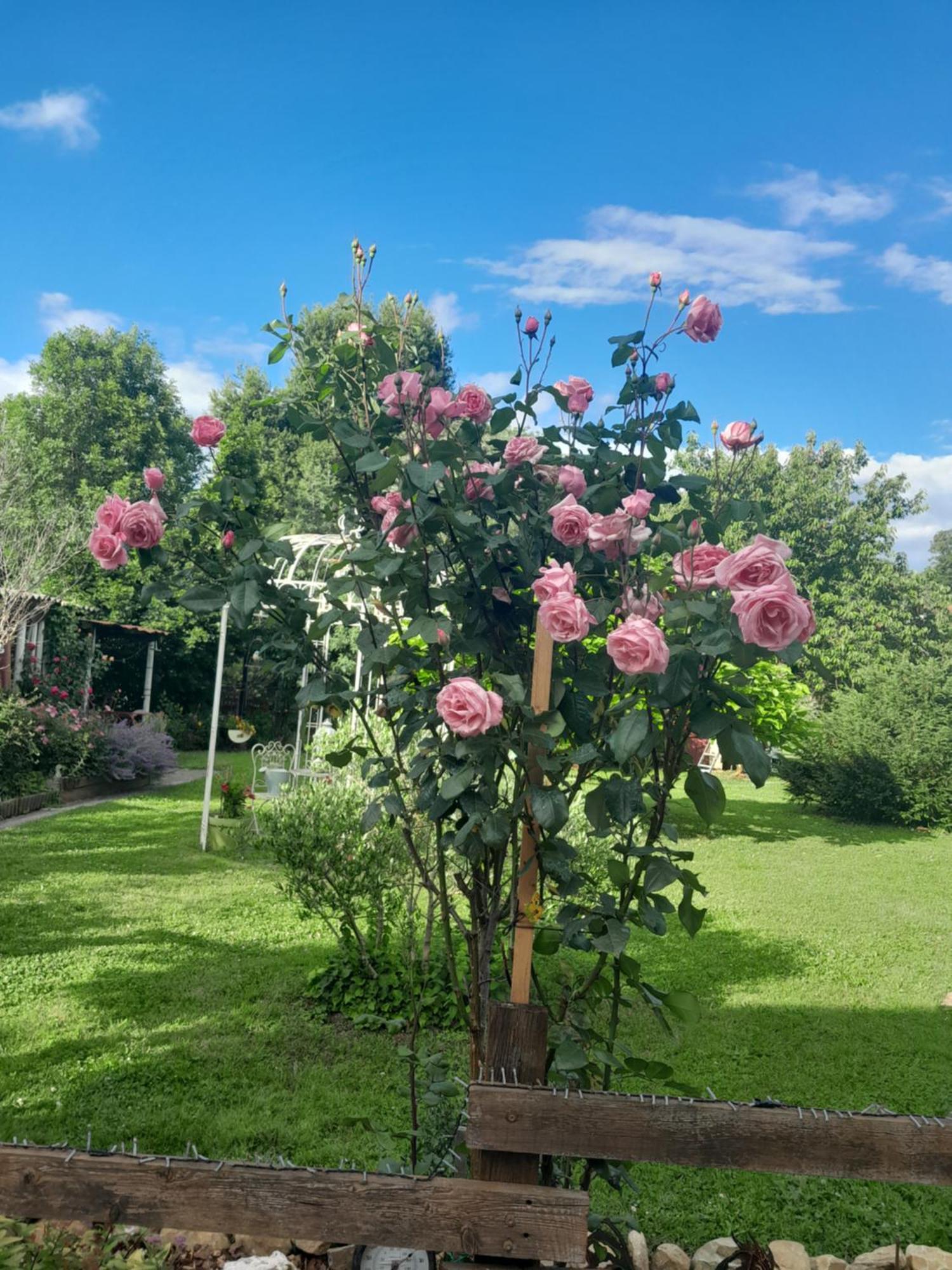 Chambre D'Hote Amitie Et Jardin Carmaux Eksteriør bilde